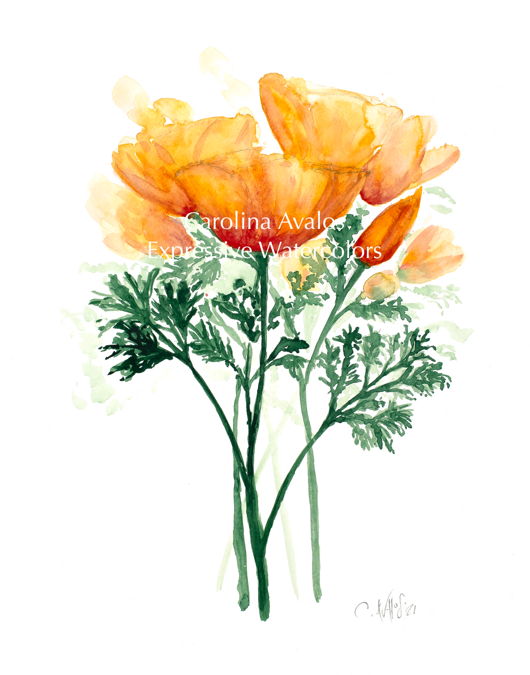 Wild Poppies - Gicleé Print