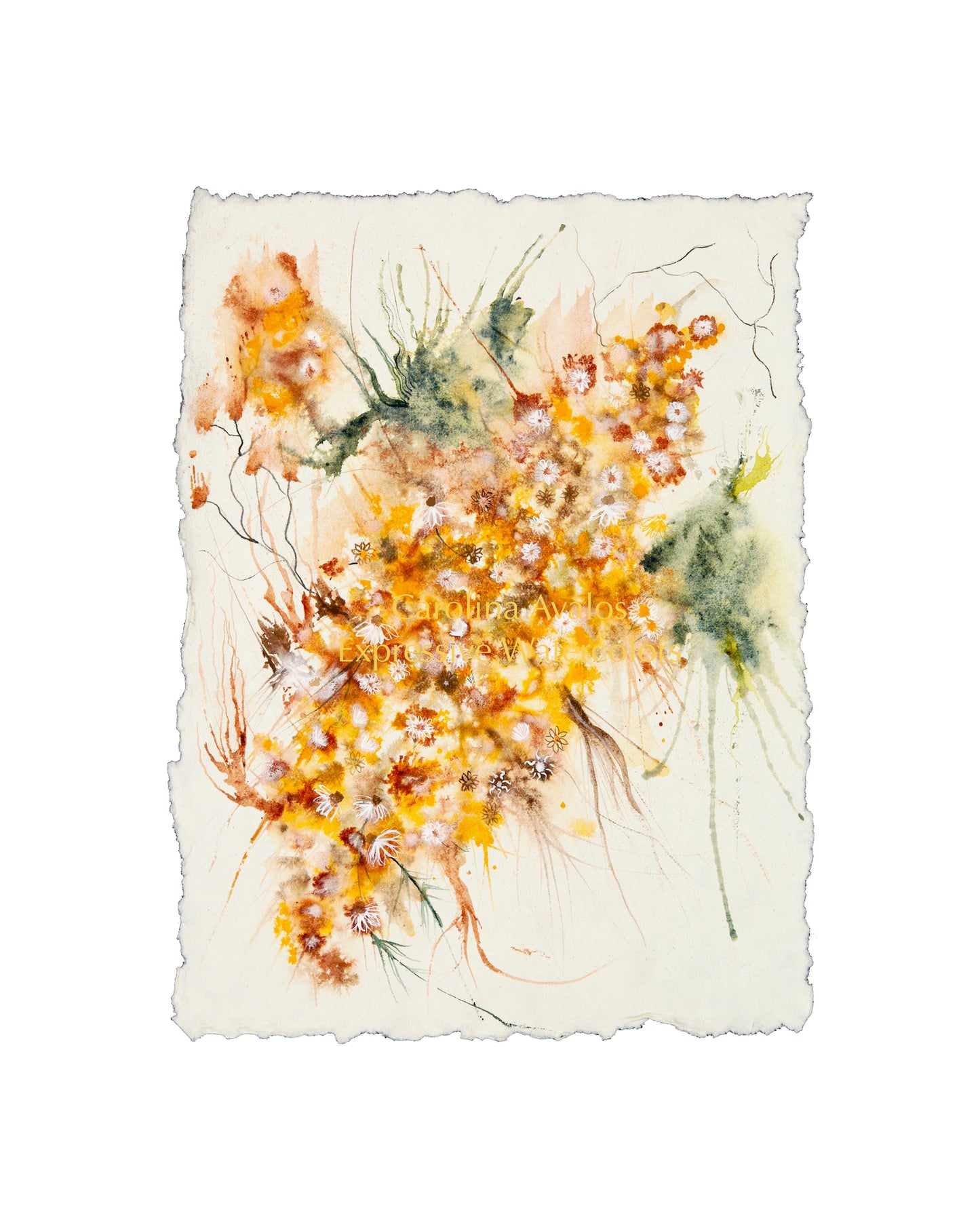 Bursting Daisies - Gicleé Print